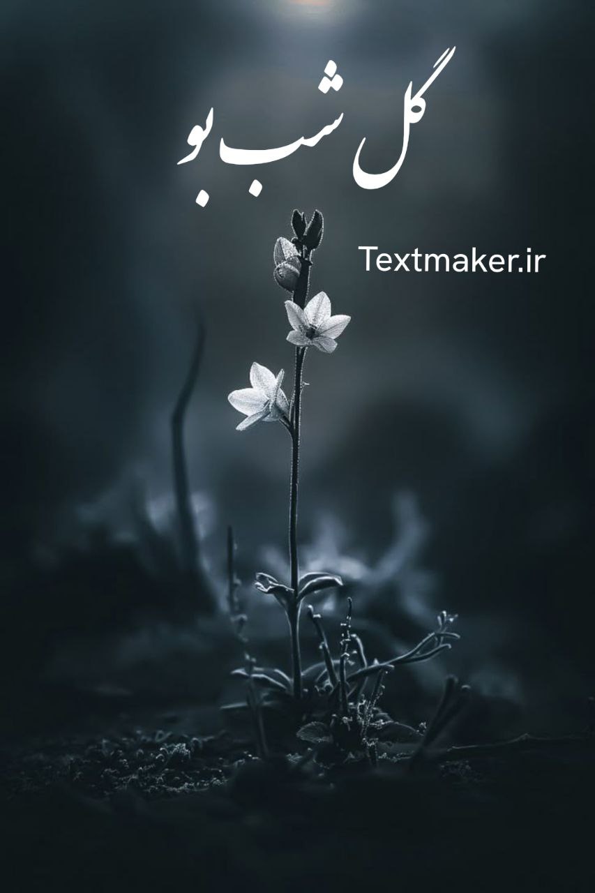تکست پاپ گل شب بو